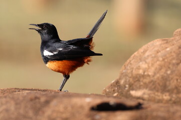 Mocking Cliff-chat