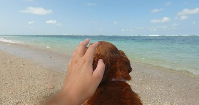 POV the hand of a woman strokes a golden retriever dog. They are sitting on the beach next to the ocean. Wet fluffy fur, the dog begins to shake itself off and splashes fly in different directions.