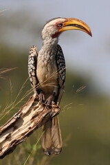 Zazoo hornbill