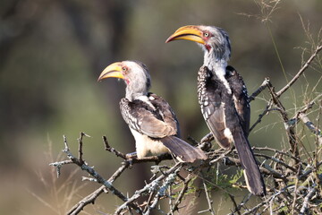 yellow billed hornbill in a tree