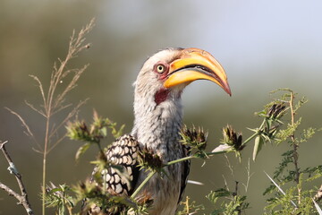 yellow billed hornbill