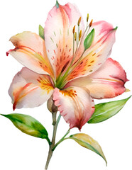 Fototapeta premium watercolor painting one Alstroemeria flower no background png