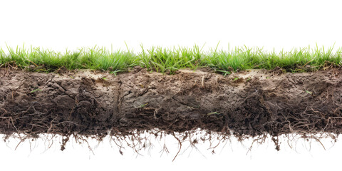 Cross-section of soil showing green grass and its dense network of roots. 