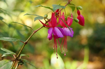 Fuchsia magellanica, or the hummingbird or hardy fuchsia, a flower in the evening primrose family Onagracaea, growing at Nooroo Gardens in the Blue Mountains - Mount Wilson, Sydney, NSW, Australia