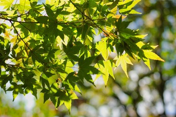 Sun-dappled green leaves on a Japanese maple tree growing at Nooroo Gardens in the Blue Mountains of Sydney, Australia - Mount Wilson, New South Wales 