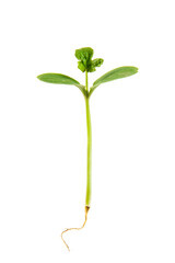 young sprout with root isolated on white background. 