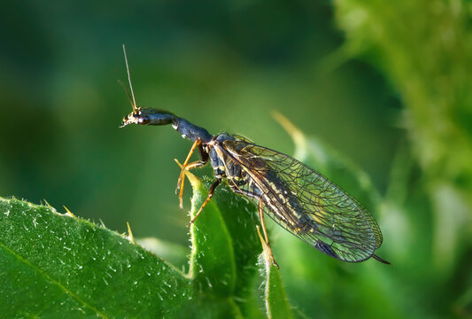Kamelhalsfliege (Raphidioptera) Weibchen auf einem gr&uuml;nen Blatt mit dornigen Spitzen - Baden-W&uuml;rttemberg, Deutschland