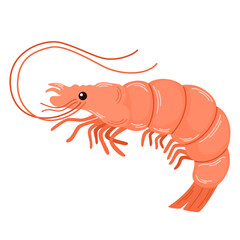 Shrimp, raw fresh seafood. Whole prawn with antennae, head, eyes, legs and tail. Sea food drawn in doodle style. Flat vector illustration isolated on white background
