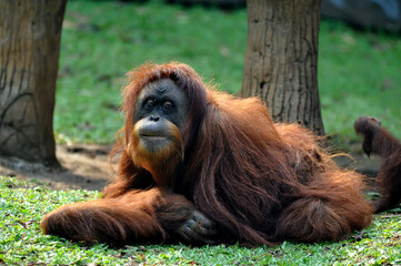 Close-up of an orangutan on green grass