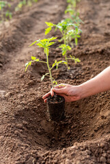 A woman holds a young tomato plant in her hand and is about to plant it in a hole in the ground.