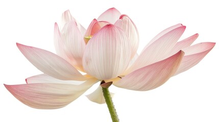 Lotus flower isolated on white background