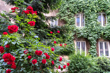 Lush green wall of hedera helix or creeper foliage in summer day with overgrown window. Ivy carpet