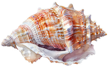 Obraz premium Detailed image of a vibrant sea shell with intricate patterns and textures. Perfect for nature, beach, and marine life themes. cut out. PNG. transparent background.