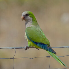 Monk Parakeet (Myiopsitta monachus), perched on a wire fence at the Mouth of the Rio Guadalhorce Natural Park, Malaga, Andalucia, Spain.