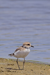 Kentish Plover (Anarhynchus alexandrinus), juvenile on the shoreline at the Mouth of the Rio Guadalhorce Natural Park, Malaga, Andalucia, Spain.