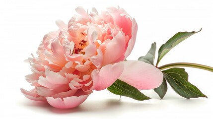 Peony flower isolated on white background