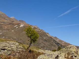 Blick auf einen einzelnen Baum in der felsigen Landschaft im Passeiertal bei Pfelders im Naturpark Texelgruppe, Südtirol, Italien