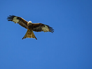 Ein Rotmilan (Milvus milvus) im Flug vor blauem Himmel