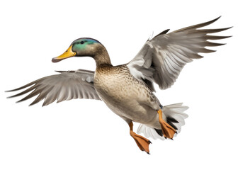 PNG Duck animal flying bird.