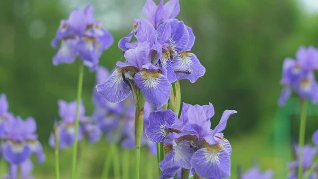 Yellow Purple dwarf iris Mikey growing in garden. Violet very peri color irises on green blurred background. Summer flowers closeup. Sunny day. Lot of irises. Large cultivated flowers. Close Up.
