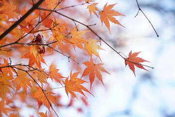 秋の日のお散歩中に紅葉狩り