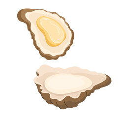 Fresh oyster in shells. Open shellfish delicacy, seafood. Gourmet appetizer. Delicious raw seafood delicatessen. Flat vector illustration isolated on white background