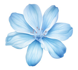 Fototapeta premium PNG Soft Blue Flower flower petal plant.