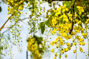 Bunches of Ratcapruek flowers (Caasia Fistula L.), yellow flowers in the summer