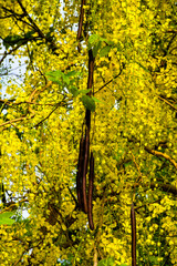 Bunches of Ratcapruek flowers (Caasia Fistula L.), yellow flowers in the summer