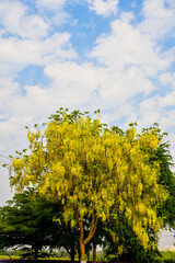 Ratchapruek tree (Cassia Fistula L.) in the summer, yellow flowers on th sky background