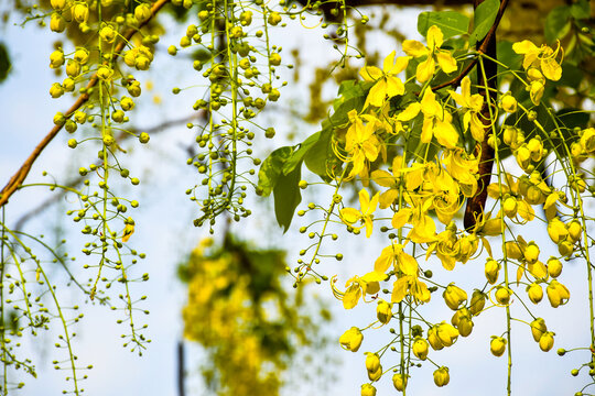 Bunches of Ratcapruek flowers (Caasia Fistula L.), yellow flowers in the summer