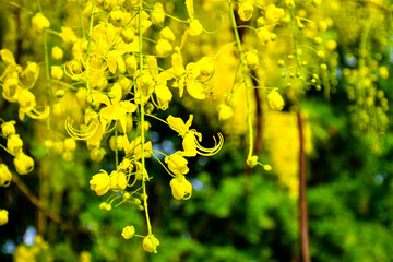 Bunches of Ratcapruek flowers (Caasia Fistula L.), yellow flowers in the summer