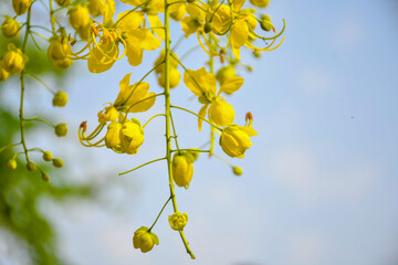 Bunches of Ratcapruek flowers (Caasia Fistula L.), yellow flowers in the summer