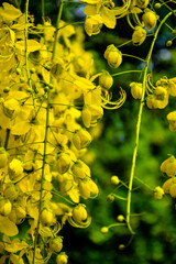 Bunches of Ratcapruek flowers (Caasia Fistula L.), yellow flowers in the summer