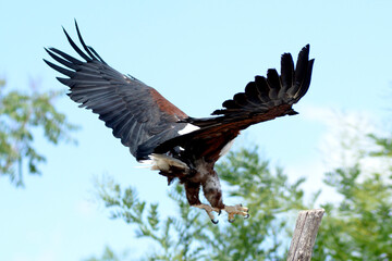 Bald eagle, African fish eagle bird of prey, symbol of America, hunts in flight over a field close up with a beautiful wingspan.