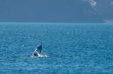 Fototapeta premium Humpback whale calf breaching in the waters of Kenai Fjords National Park, Seward, Alaska, USA