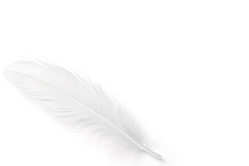 Obraz premium White feather on a white background, copy space.