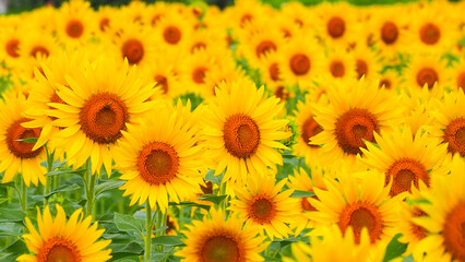 Obraz premium ひまわり畑