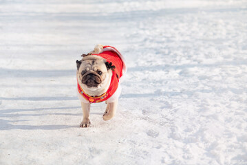A young pug walks in the snow and frolics in winter in a red Christmas costume. selective focus
