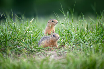 two cute baby gophers peek out from behind the grass and look somewhere, selective focus
