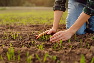 Fototapeta premium Farmer hand inspects and strokes green sprouts close-up examining lifestyle seedlings. Young plants growing in a farmer's field. Agriculture concept.
