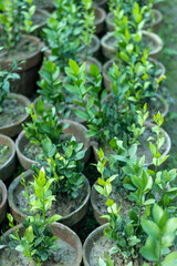 Ruscus young green plants in nursery pots