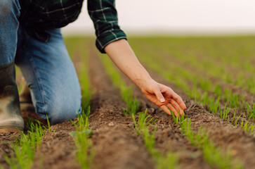 Farmer hand inspects and strokes green sprouts close-up examining lifestyle seedlings. Young plants growing in a farmer's field. Agriculture concept.