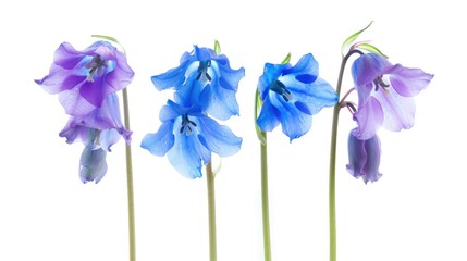 Three colorful bluebell flowers in a row, isolated on white background.