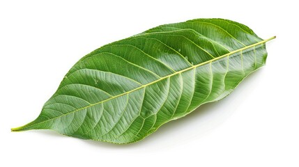 Obraz premium Mango leaf isolated on white background