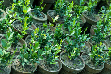 Ruscus, commonly known as butcher's broom plants in nursery