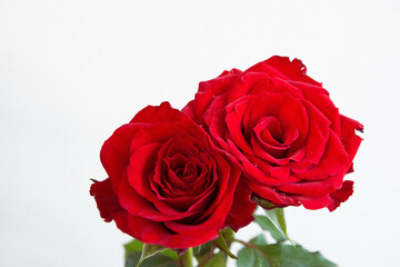 赤い薔薇