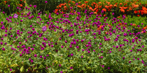 dark pink flowers blooming in the background, photographed in the distance