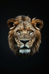 Close-up shot of a lion's face on a black background, great for use in wildlife or animal-themed designs