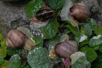 large brown snails in their natural habitat. the use of snail mucin in cosmetology. modern facial care technologies